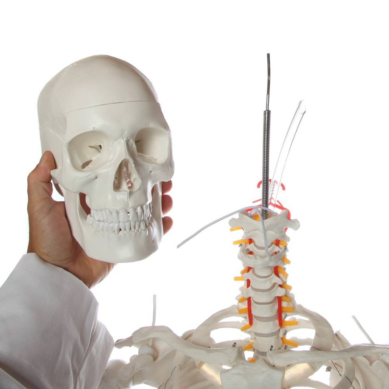 Axis Scientific Flexible Life-Size Human Skeleton Anatomy Model with Study Booklet and Numbering Guide  Close Up of person's hand interacting with the Skull, by removing the skull