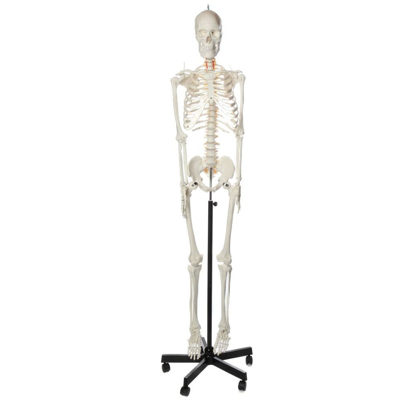 Axis Scientific Flexible Life-Size Human Skeleton Anatomy Model with Study Booklet and Numbering Guide Overview
