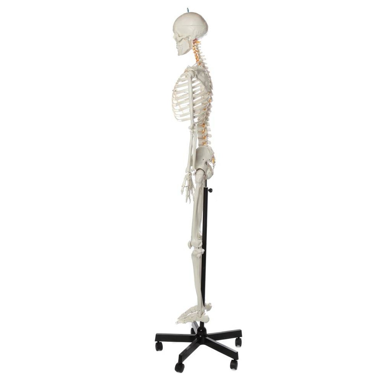 Axis Scientific Flexible Life-Size Human Skeleton Anatomy Model with Study Booklet and Numbering Guide Left View