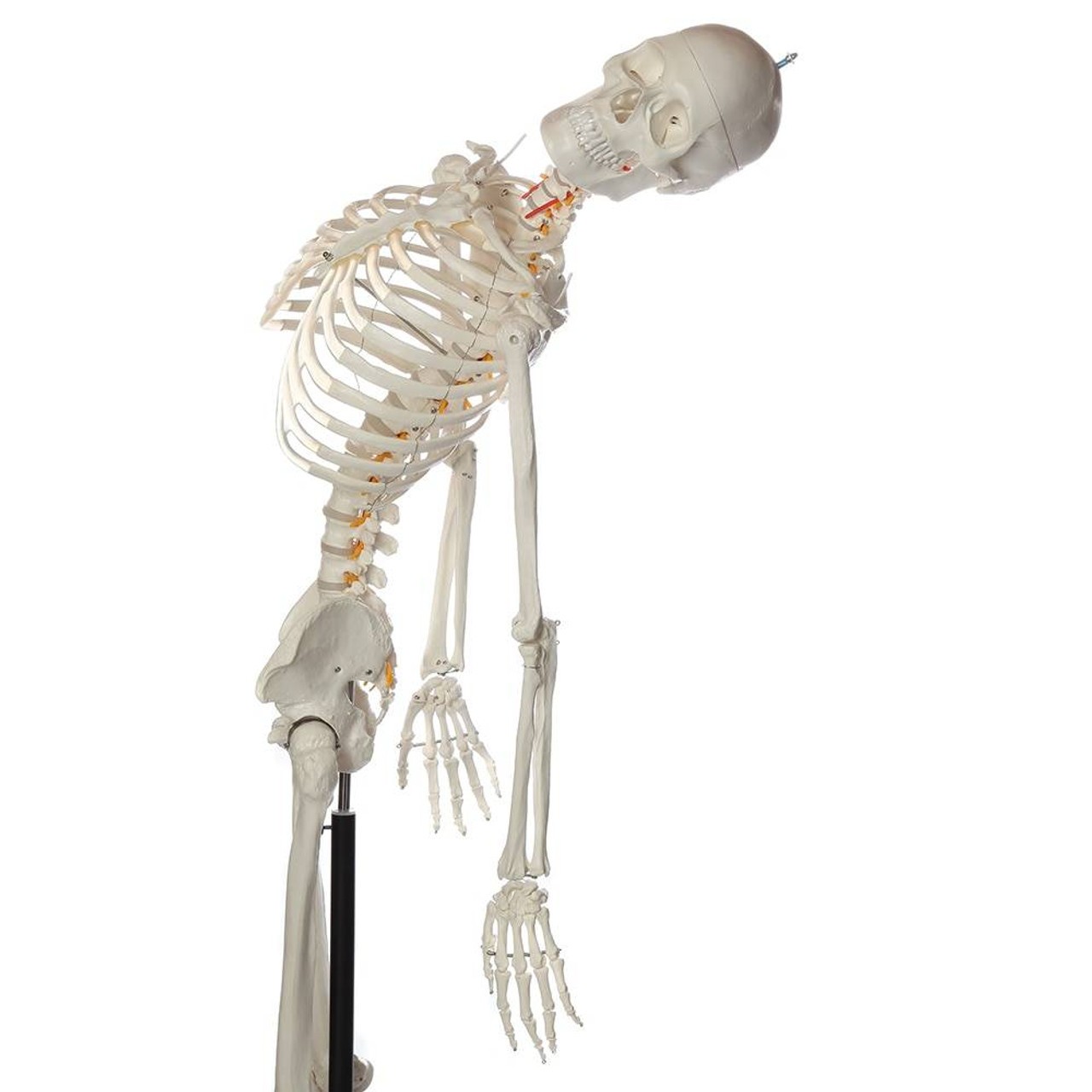 Axis Scientific Flexible Life-Size Human Skeleton Anatomy Model with Study Booklet and Numbering Guide