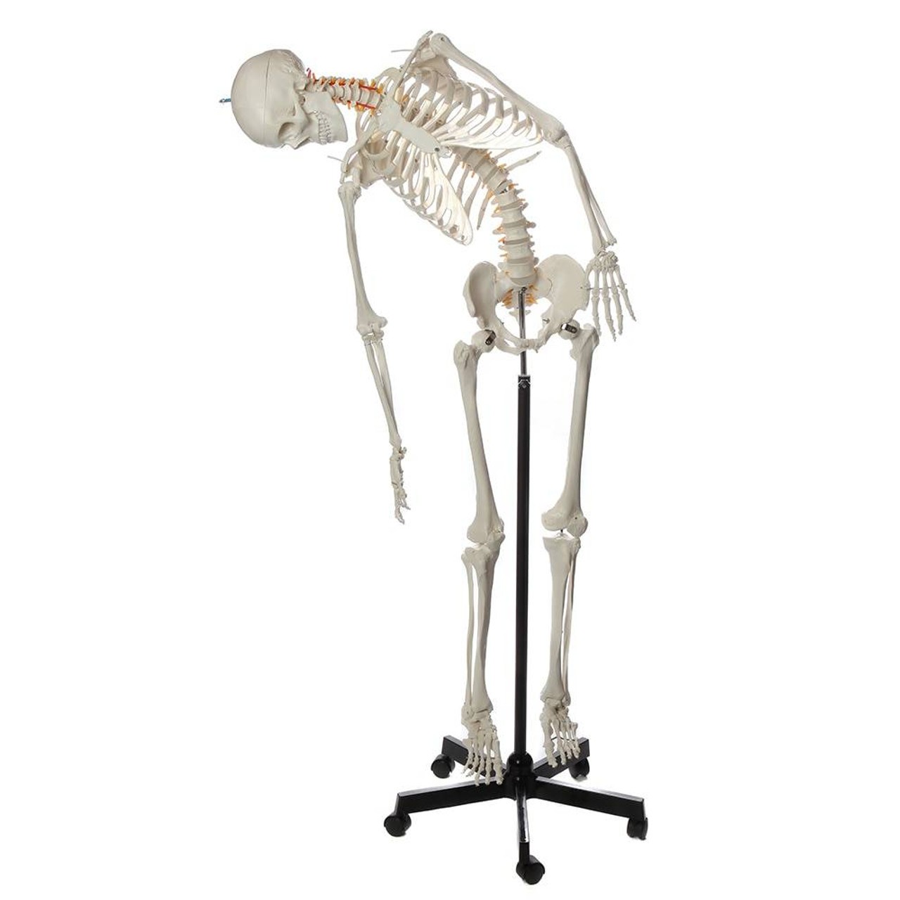 Axis Scientific Flexible Life-Size Human Skeleton Anatomy Model with Study Booklet and Numbering Guide Front View with tilted motion to the right