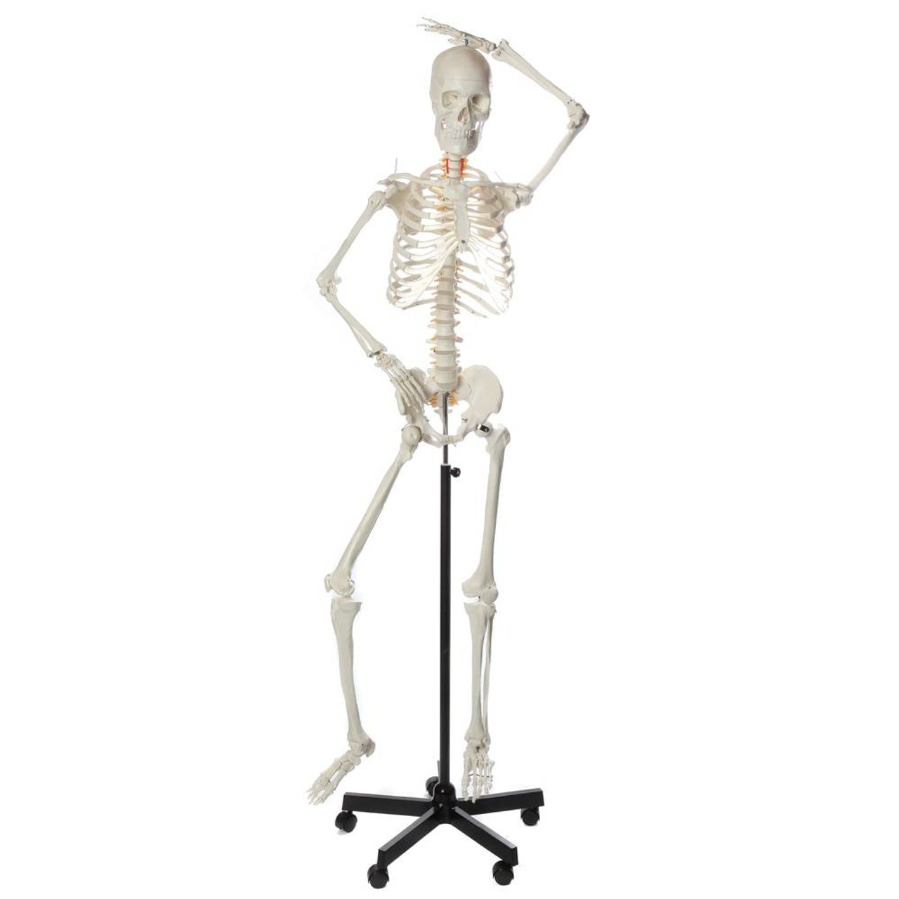 Axis Scientific Flexible Life-Size Human Skeleton Anatomy Model with Study Booklet and Numbering Guide Flexible Motion of the Skeleton