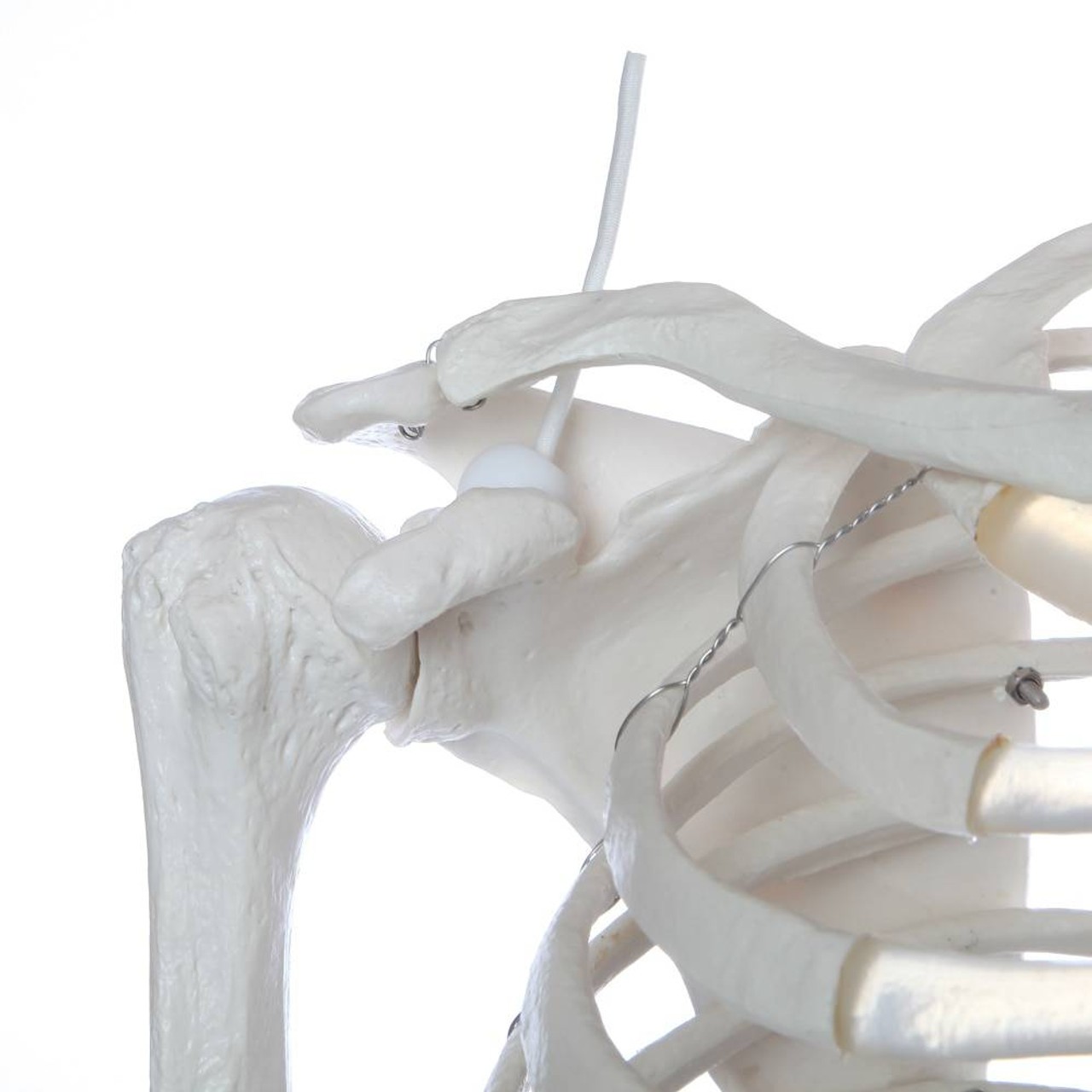 Axis Scientific Flexible Life-Size Human Skeleton Anatomy Model with Study Booklet and Numbering Guide Close Up of the Shoulder Bone structure