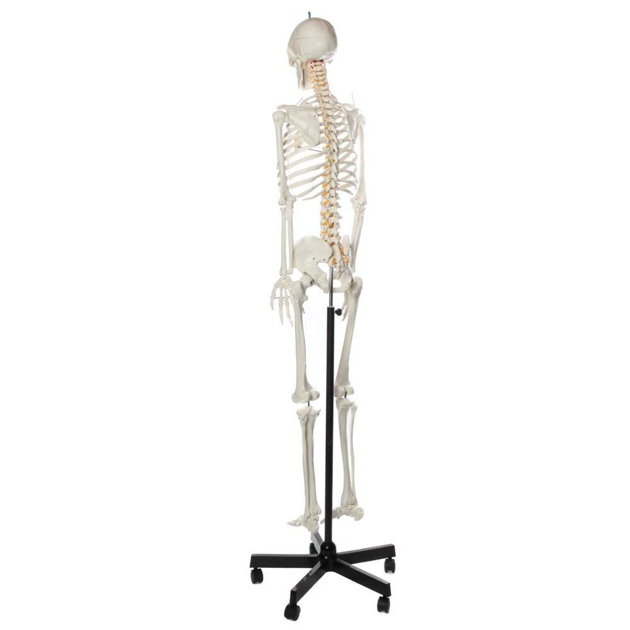 Axis Scientific Flexible Life-Size Human Skeleton Anatomy Model with Study Booklet and Numbering Guide Left Back View