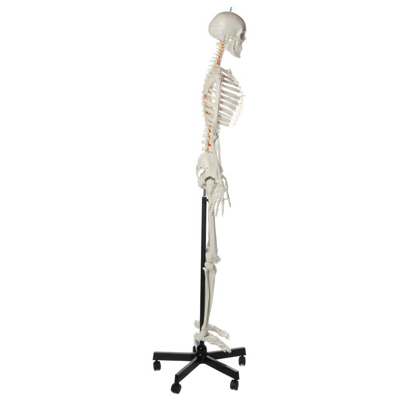 Axis Scientific Flexible Life-Size Human Skeleton Anatomy Model with Study Booklet and Numbering Guide Right View