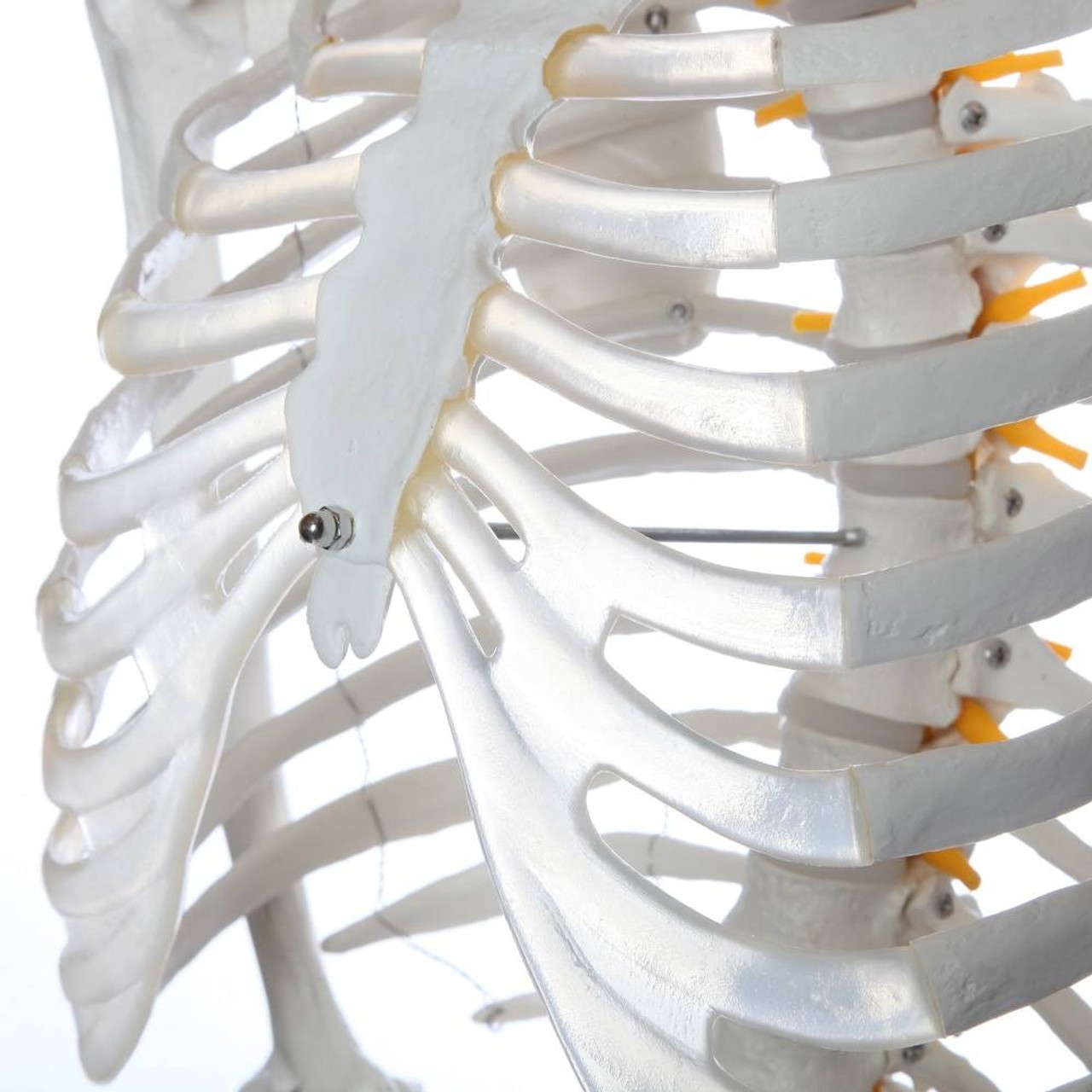 Axis Scientific Flexible Life-Size Human Skeleton Anatomy Model with Study Booklet and Numbering Guide Close Up of the Ribs