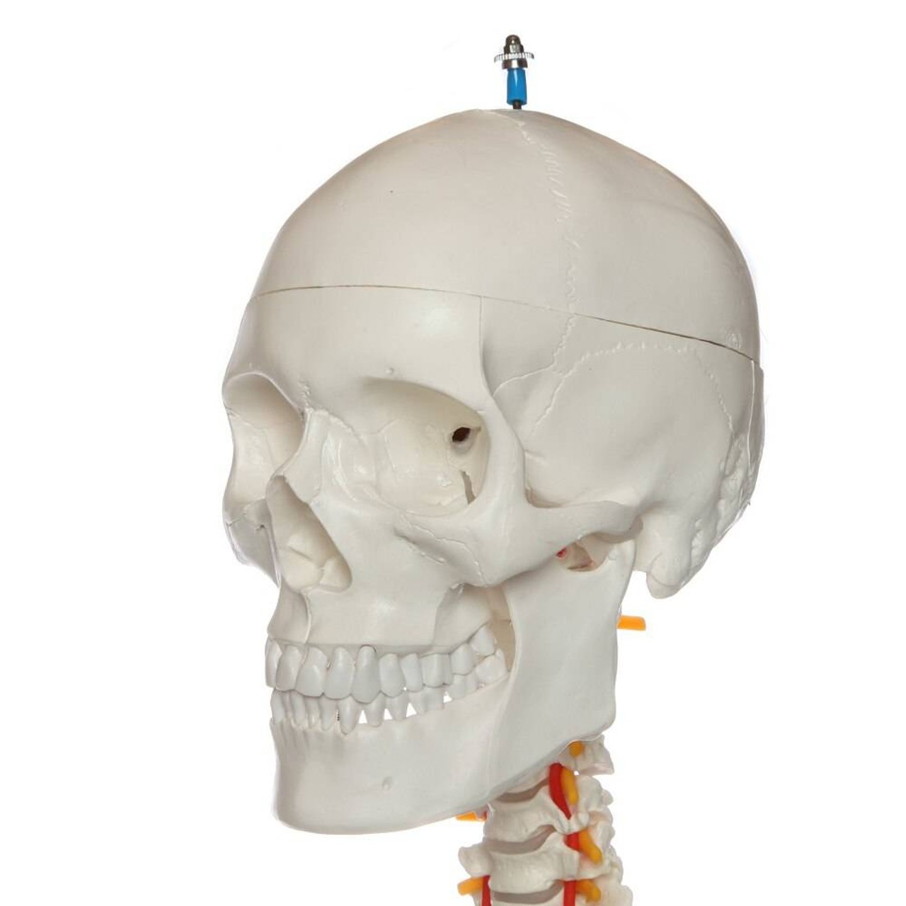 Axis Scientific Flexible Life-Size Human Skeleton Anatomy Model with Study Booklet and Numbering Guide Close Up of the Skull