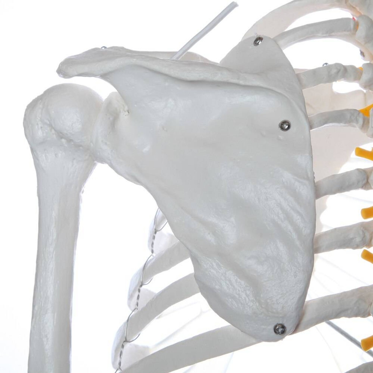 Axis Scientific Flexible Life-Size Human Skeleton Anatomy Model with Study Booklet and Numbering Guide Close Up of the Scapula