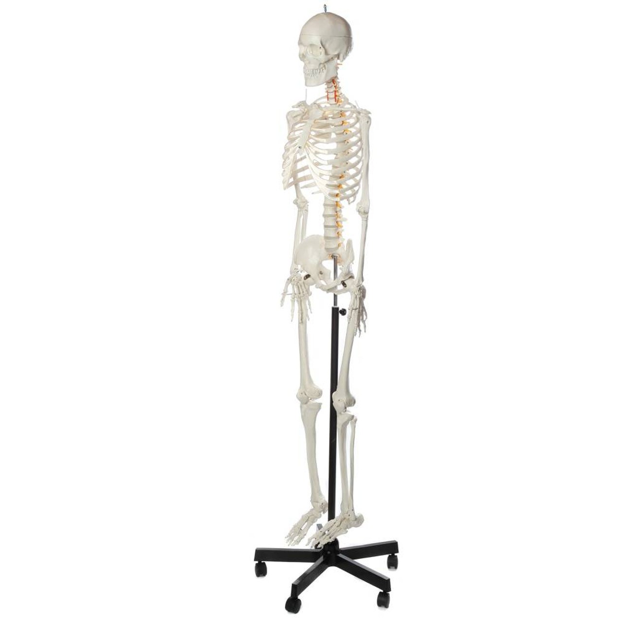 Axis Scientific Flexible Life-Size Human Skeleton Anatomy Model with Study Booklet and Numbering Guide Left Front View