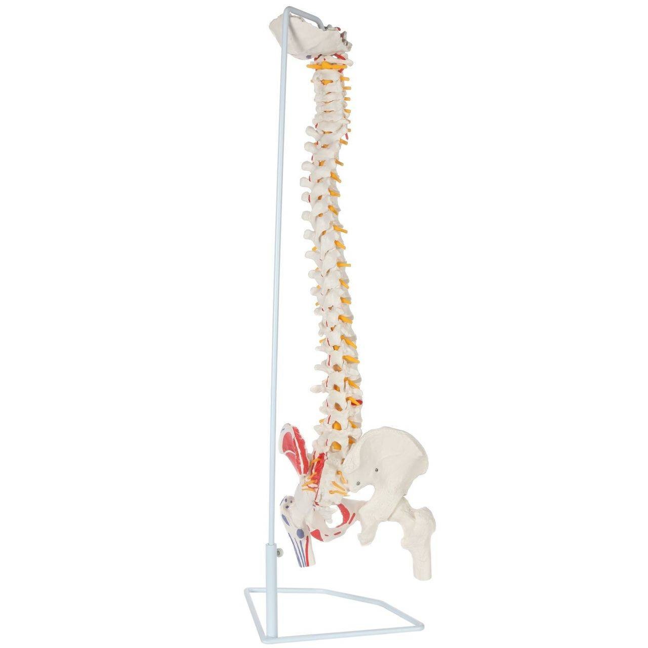 Axis Scientific Painted Flexible Vertebral Column with Femur Heads