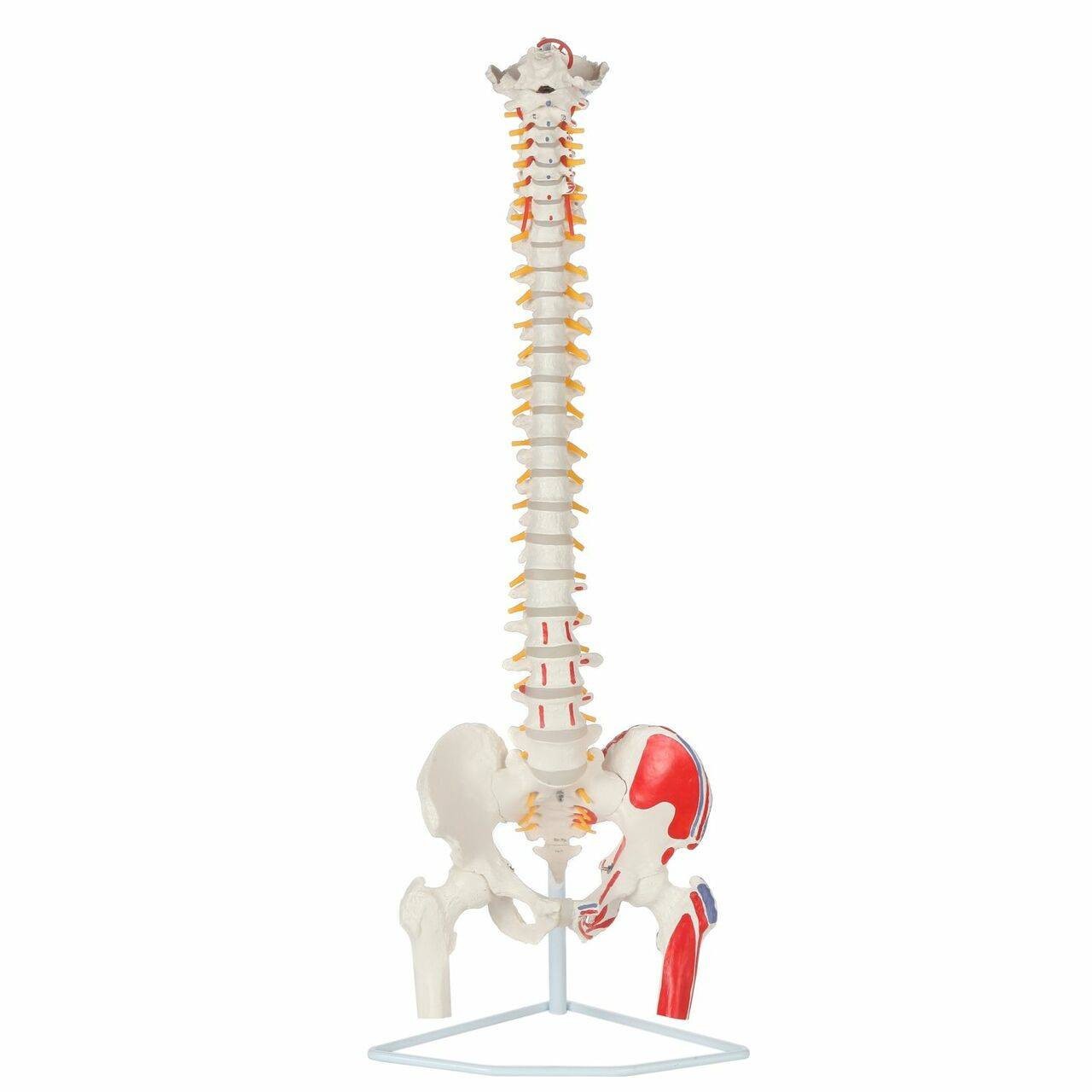 Axis Scientific Painted Flexible Vertebral Column with Femur Heads