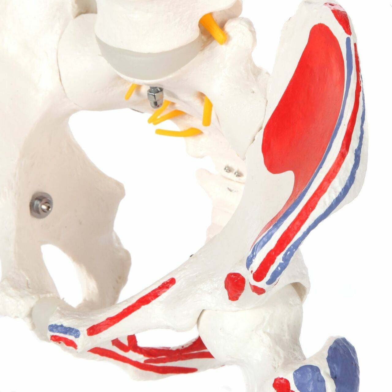 Axis Scientific Painted Flexible Vertebral Column with Femur Heads
