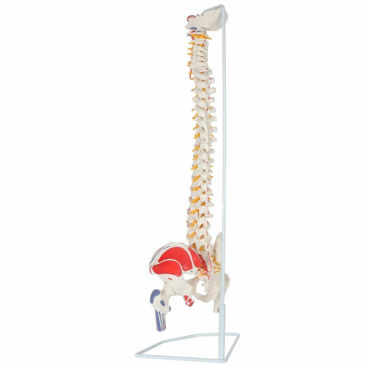 Axis Scientific Painted Flexible Vertebral Column with Femur Heads