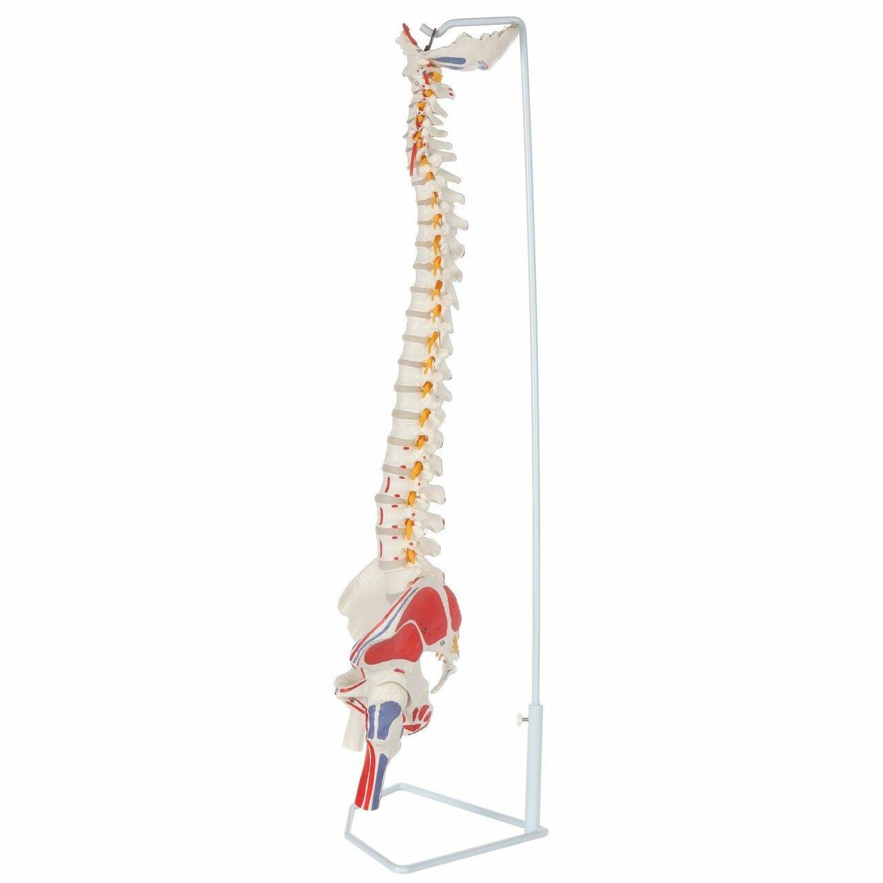 Axis Scientific Painted Flexible Vertebral Column with Femur Heads