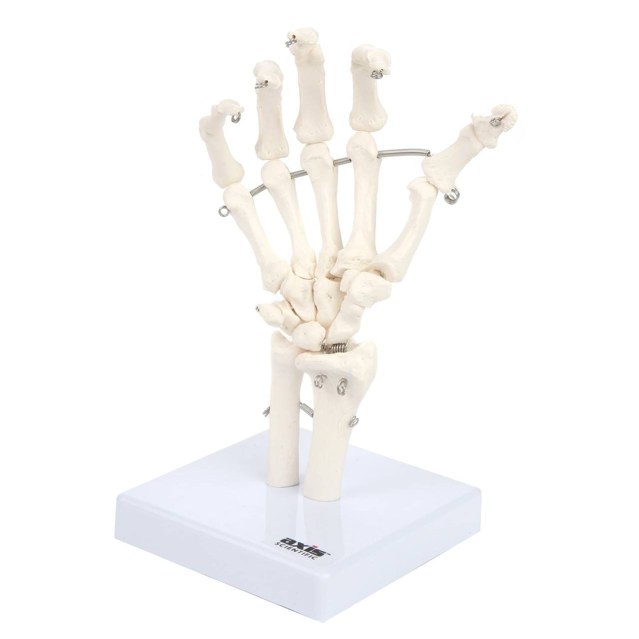 Axis Scientific Hand Skeleton Including Ulna and Radius