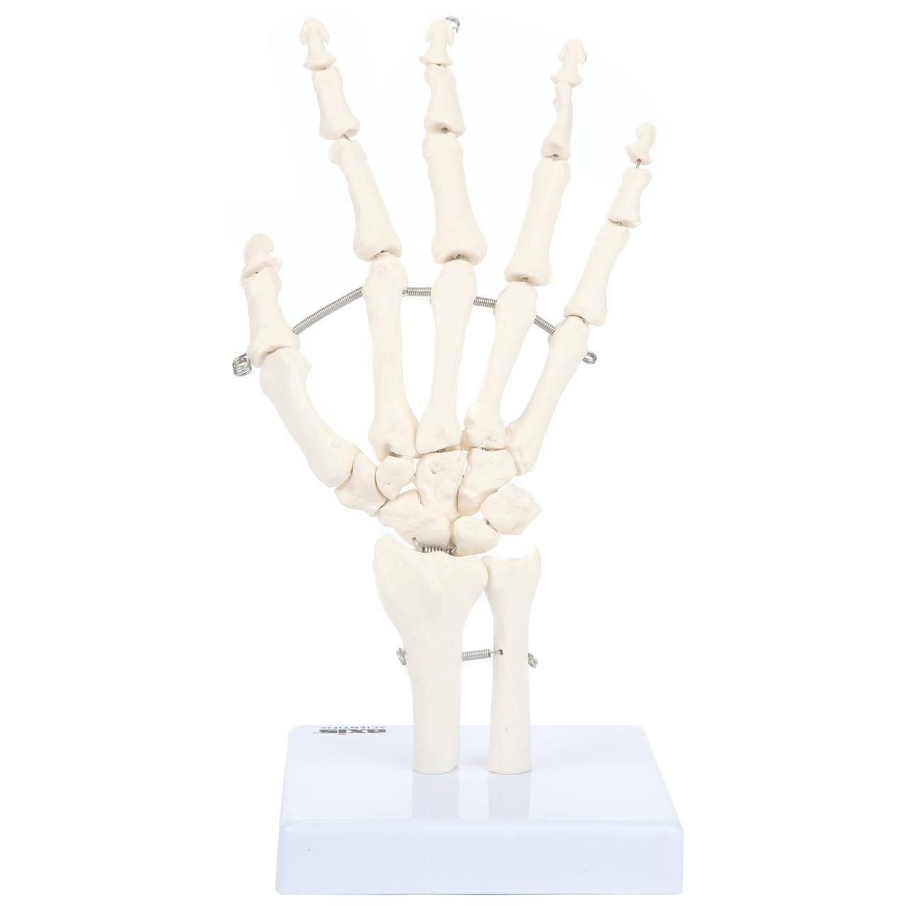 Axis Scientific Hand Skeleton Including Ulna and Radius