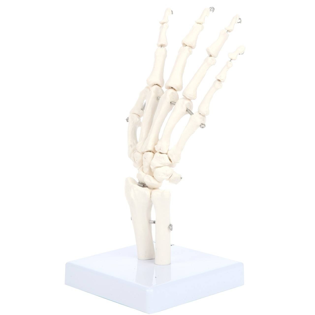 Axis Scientific Hand Skeleton Including Ulna and Radius