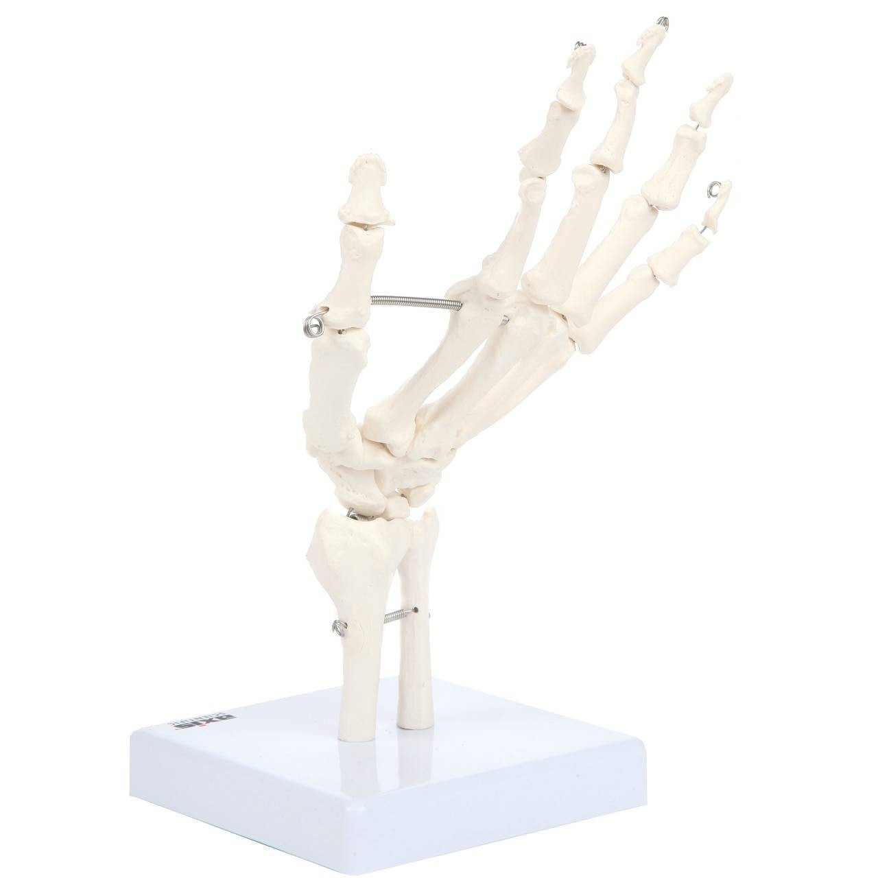 Axis Scientific Hand Skeleton Including Ulna and Radius