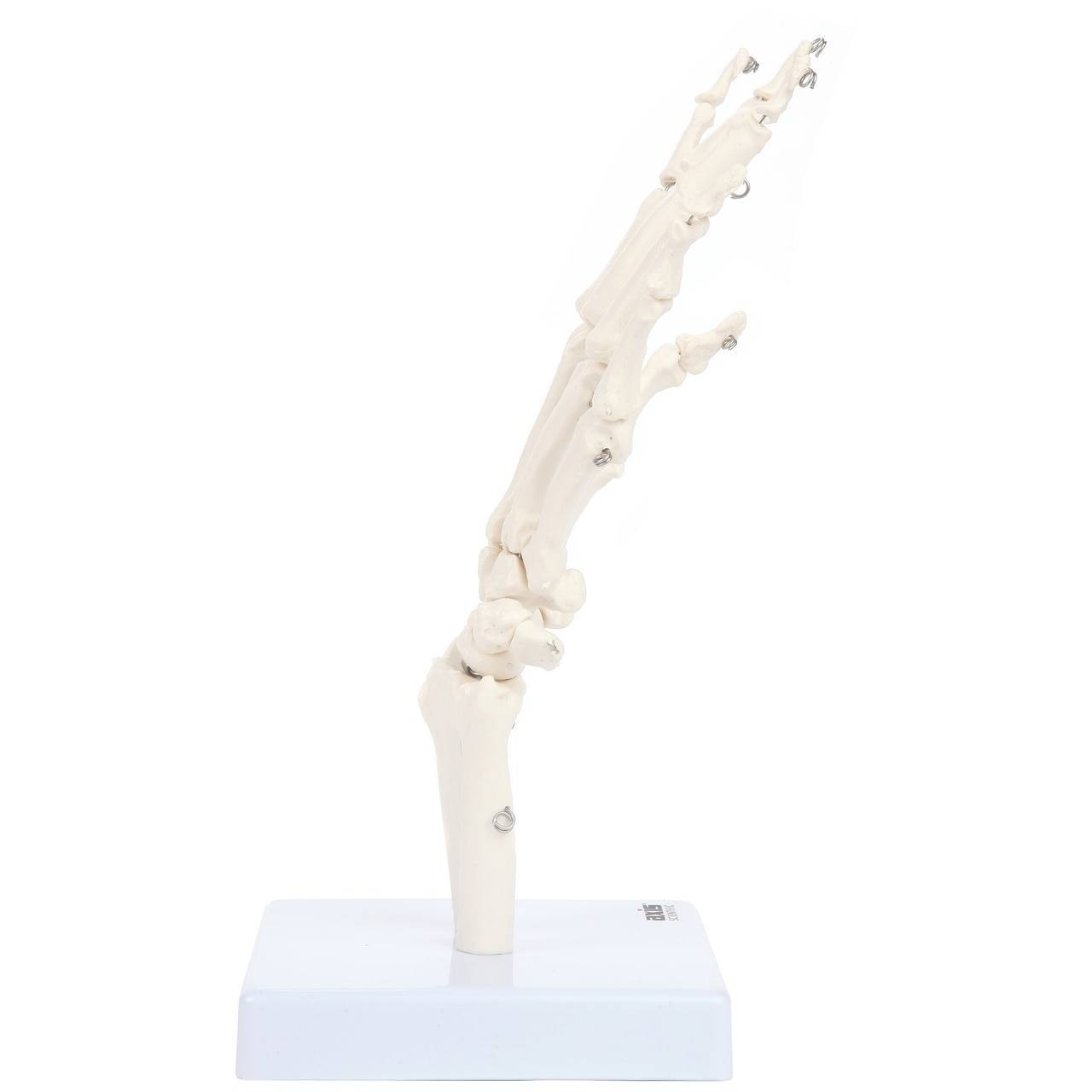 Axis Scientific Hand Skeleton Including Ulna and Radius