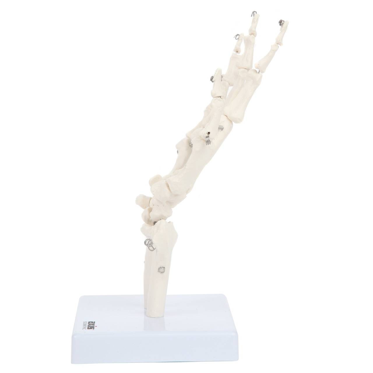 Axis Scientific Hand Skeleton Including Ulna and Radius
