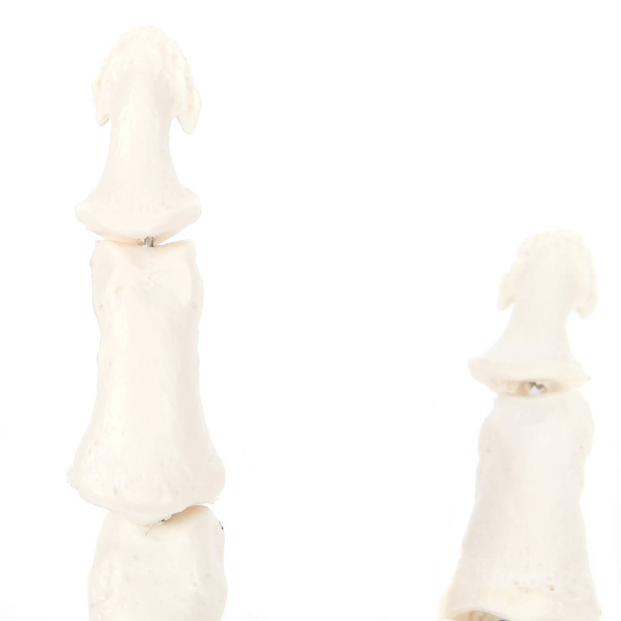 Axis Scientific Hand Skeleton Including Ulna and Radius