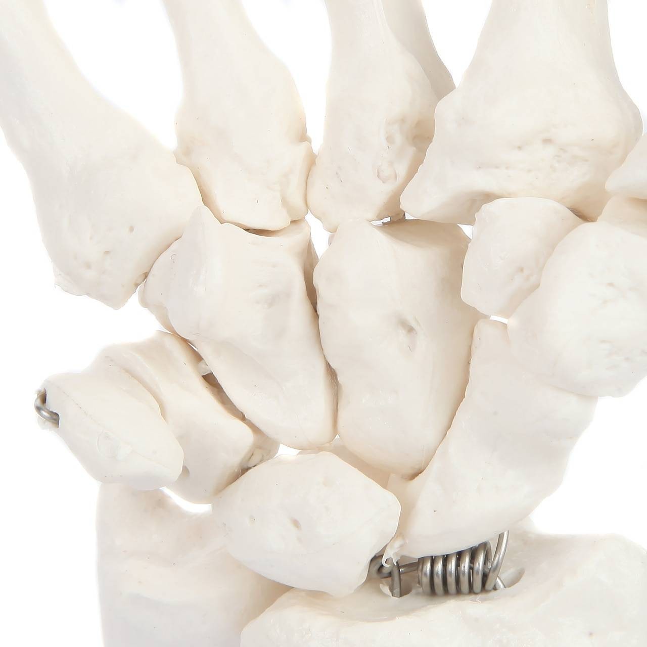 Axis Scientific Hand Skeleton Including Ulna and Radius