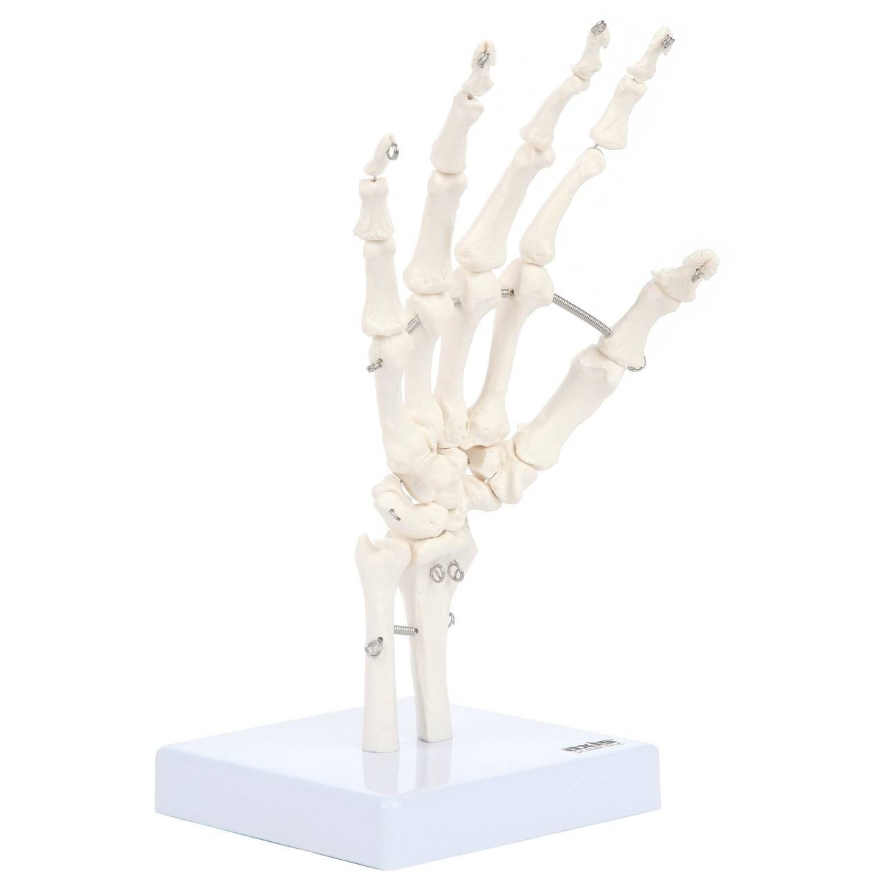 Axis Scientific Hand Skeleton Including Ulna and Radius