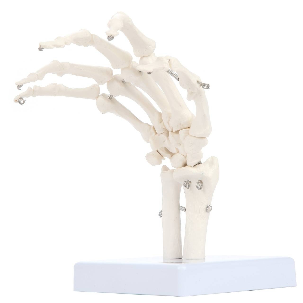 Axis Scientific Hand Skeleton Including Ulna and Radius