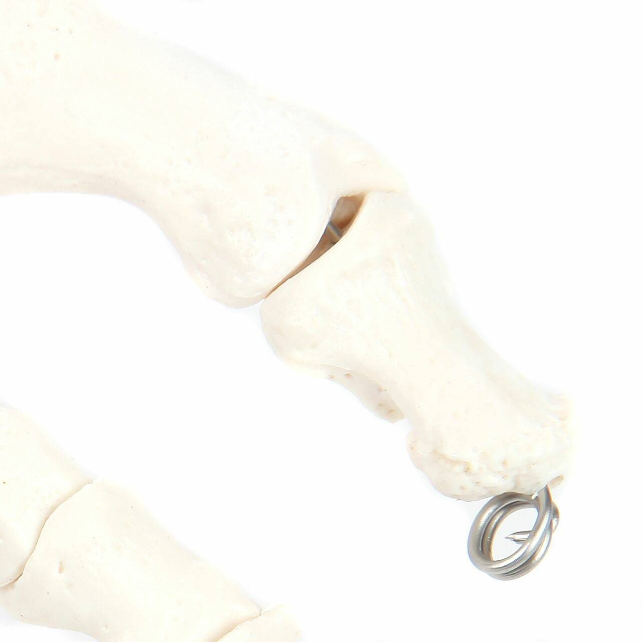 Axis Scientific Foot Skeleton With Ankle