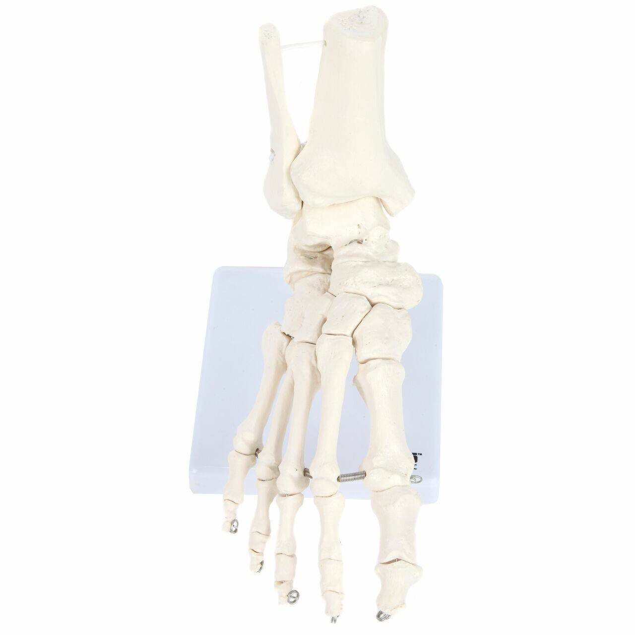 Axis Scientific Foot Skeleton With Ankle