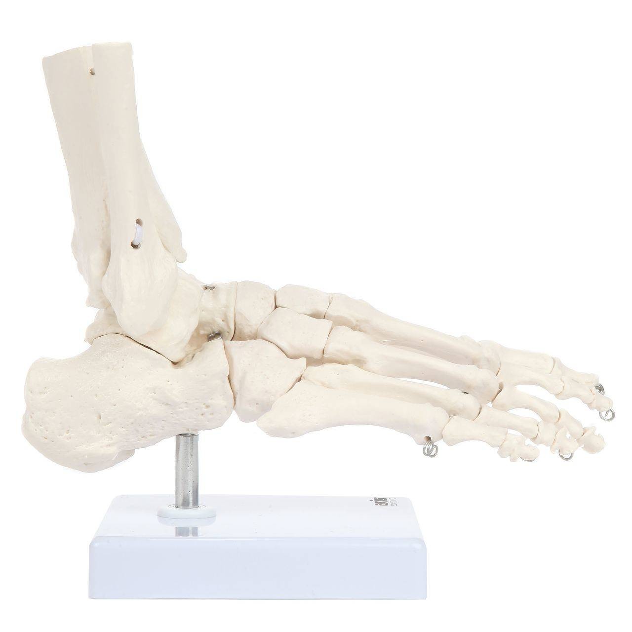 Axis Scientific Foot Skeleton With Ankle
