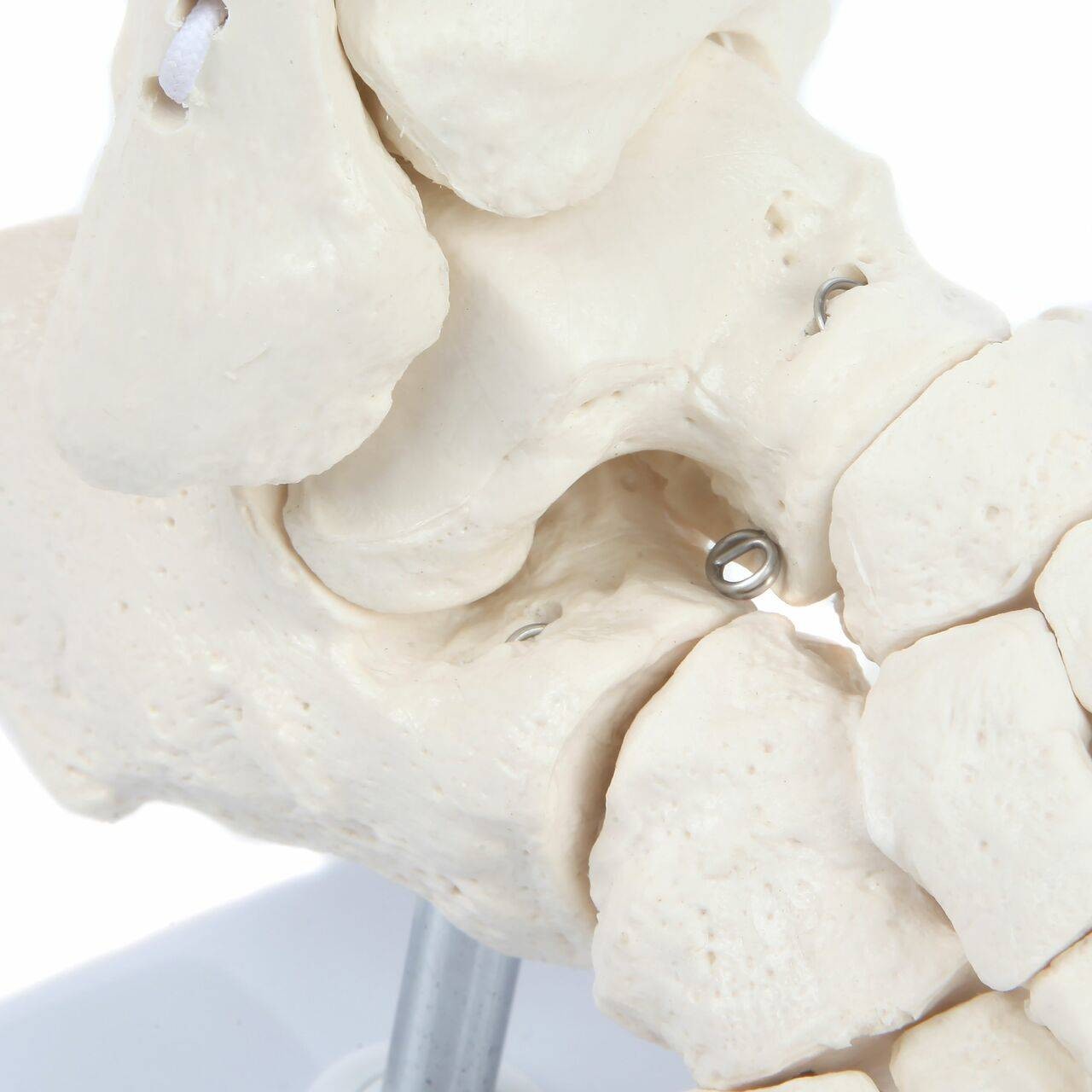 Axis Scientific Foot Skeleton With Ankle