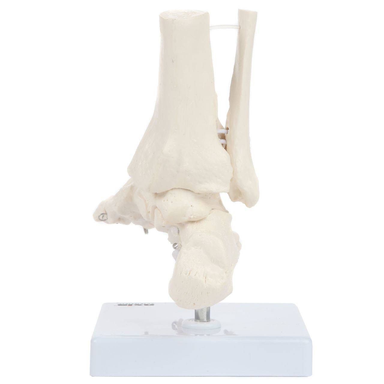Axis Scientific Foot Skeleton With Ankle