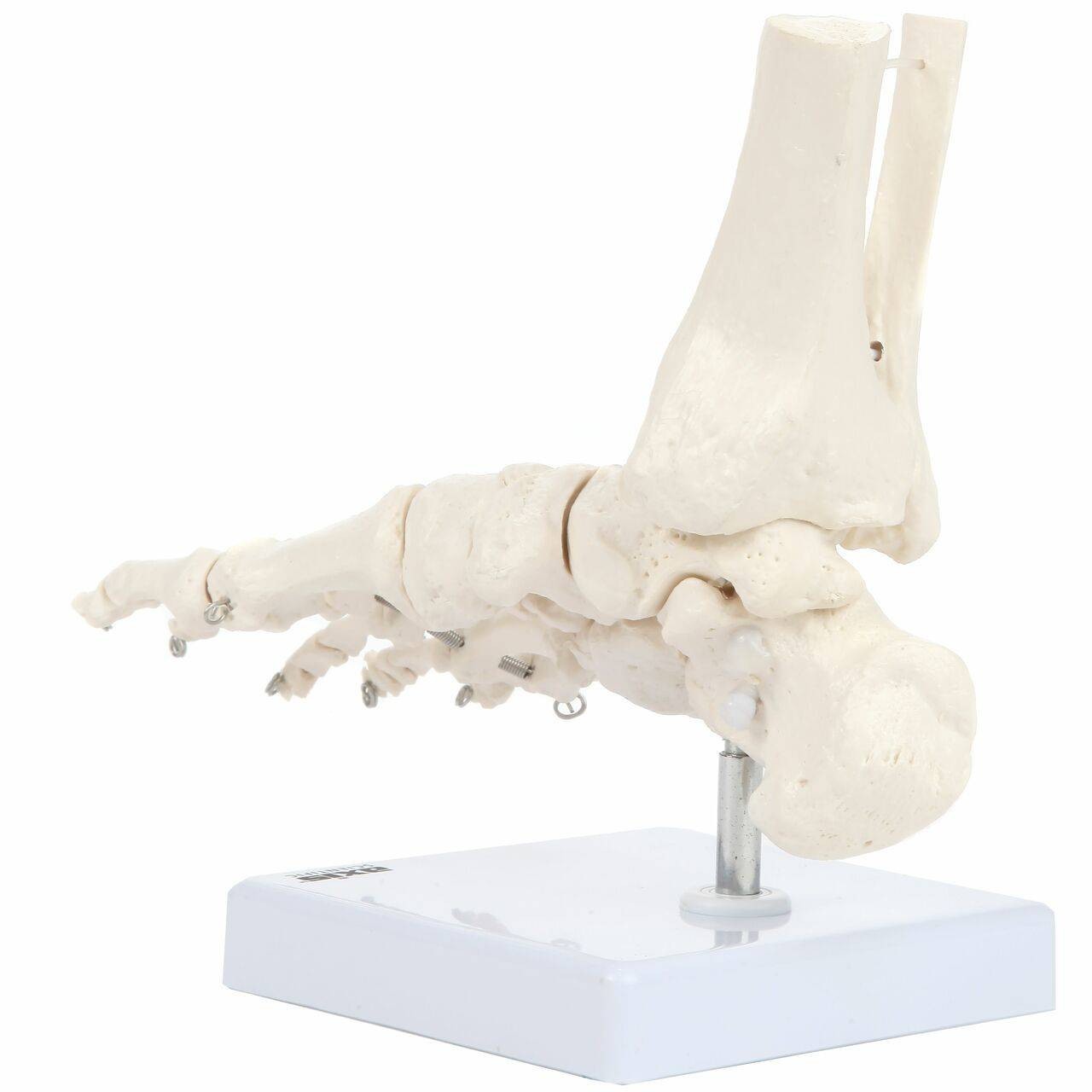 Axis Scientific Foot Skeleton With Ankle