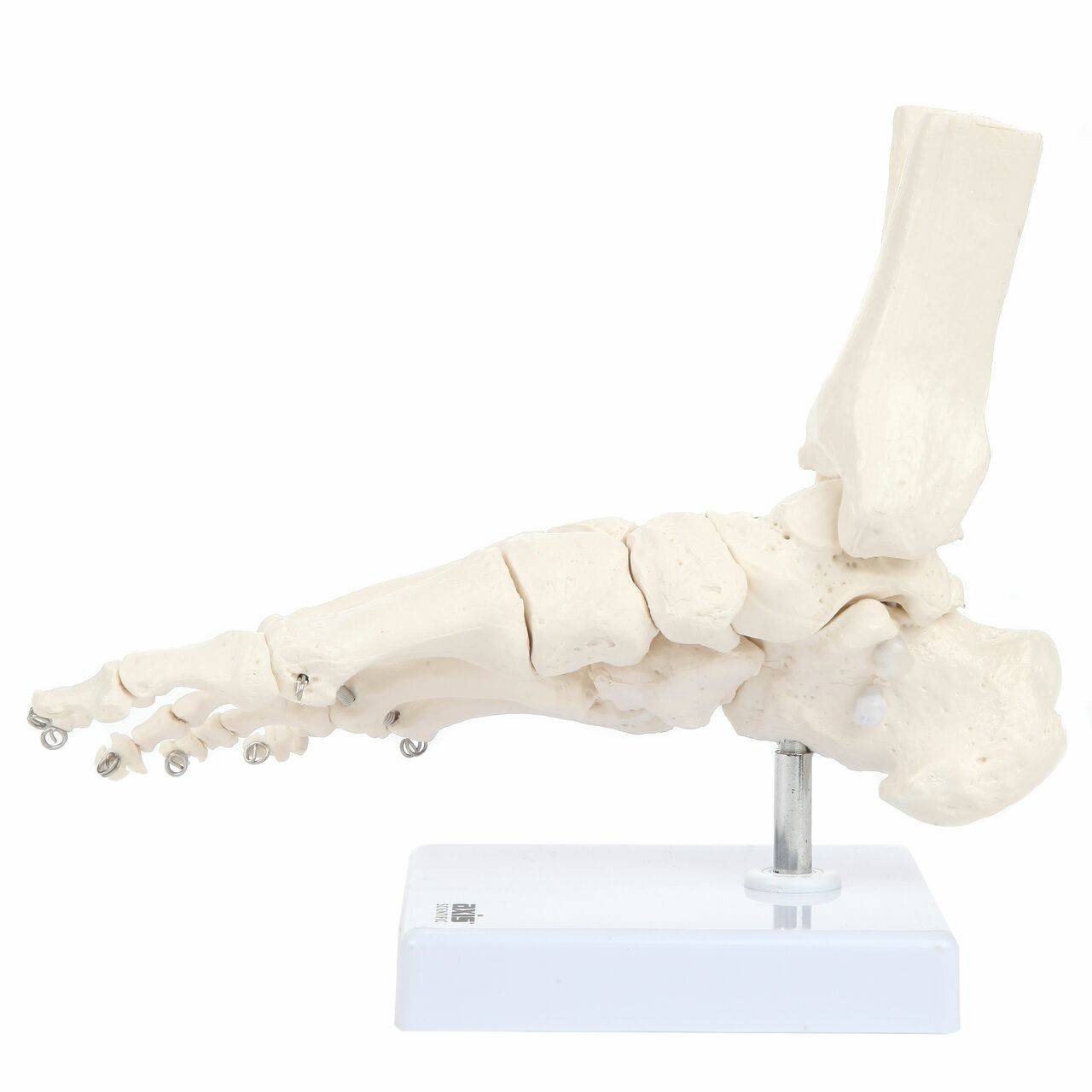 Axis Scientific Foot Skeleton With Ankle