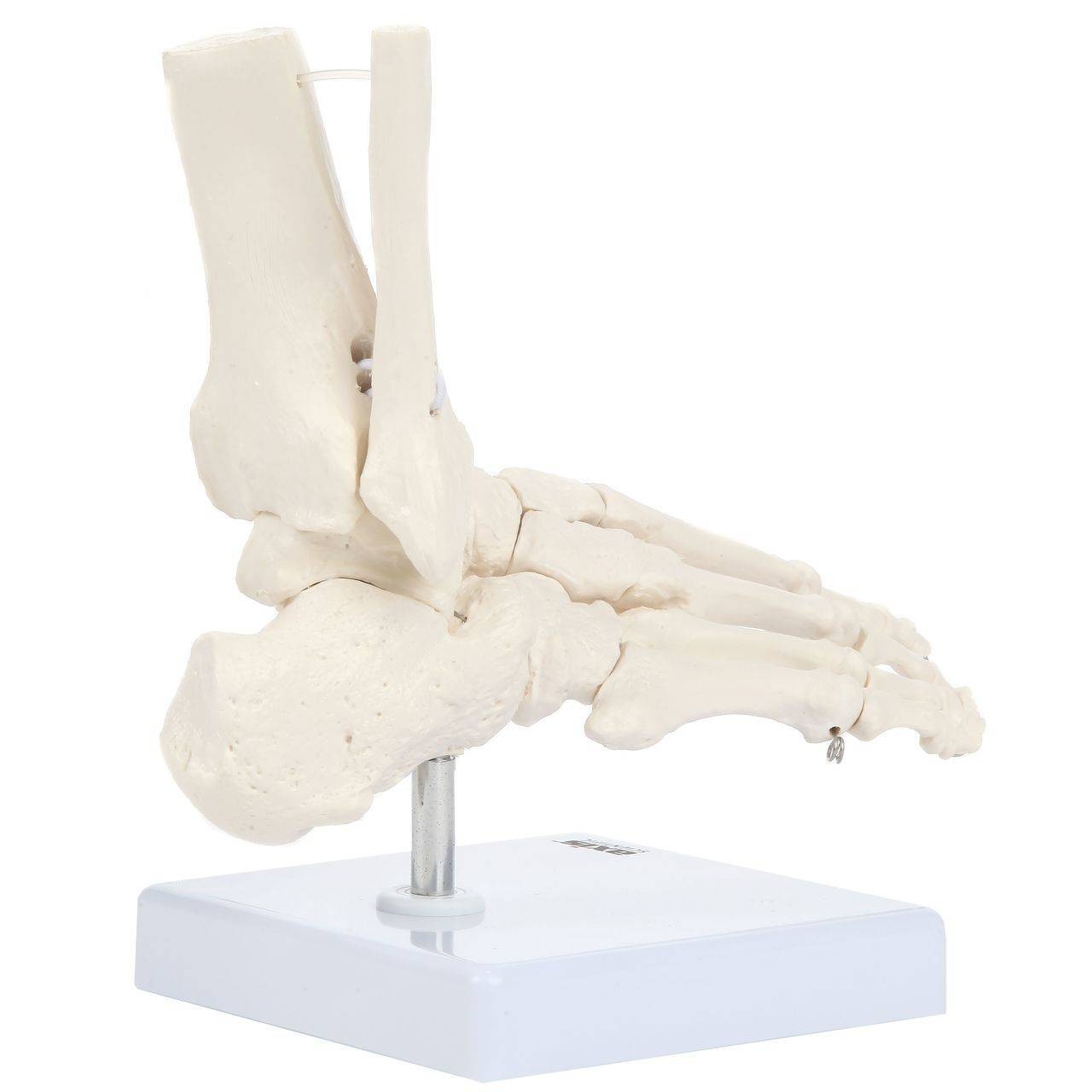 Axis Scientific Foot Skeleton With Ankle
