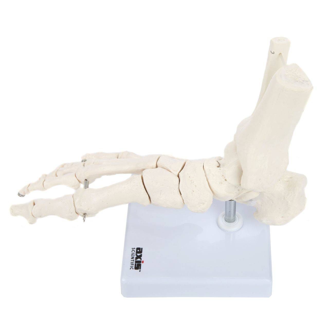 Axis Scientific Foot Skeleton With Ankle