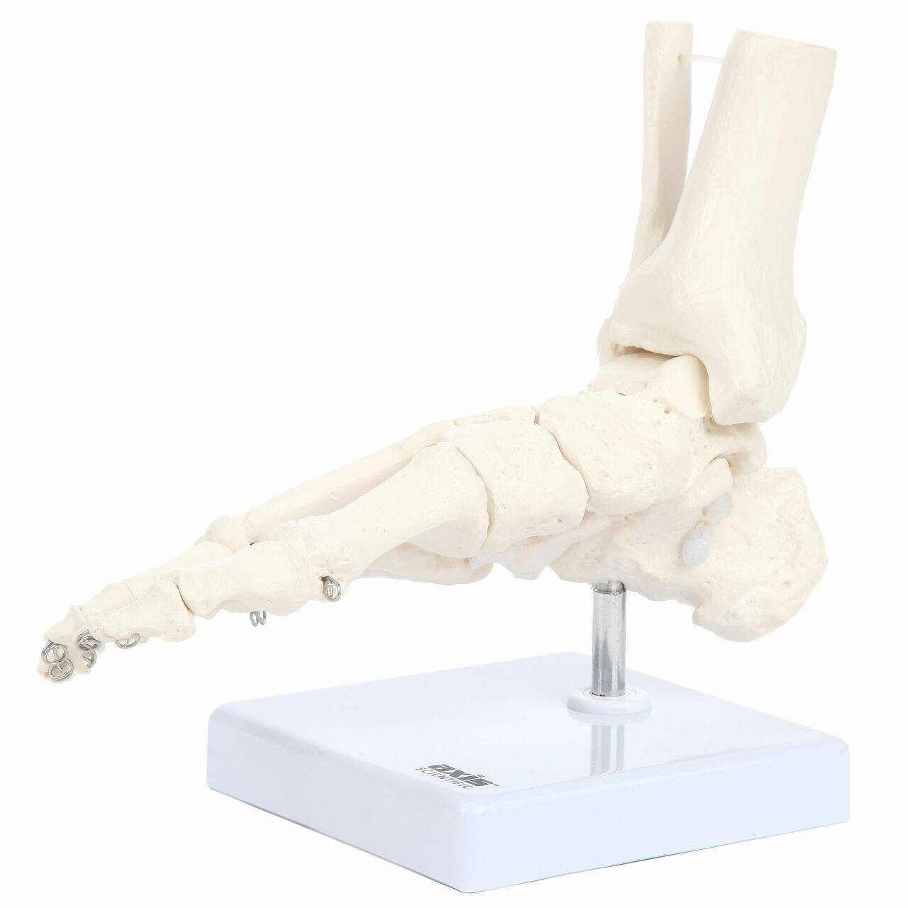 Axis Scientific Foot Skeleton With Ankle