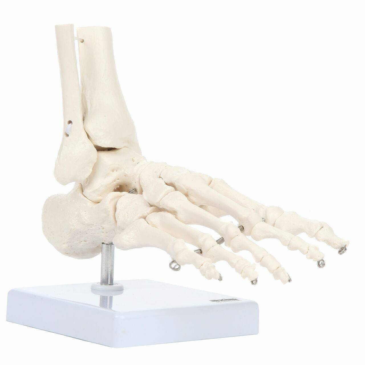 Axis Scientific Foot Skeleton With Ankle