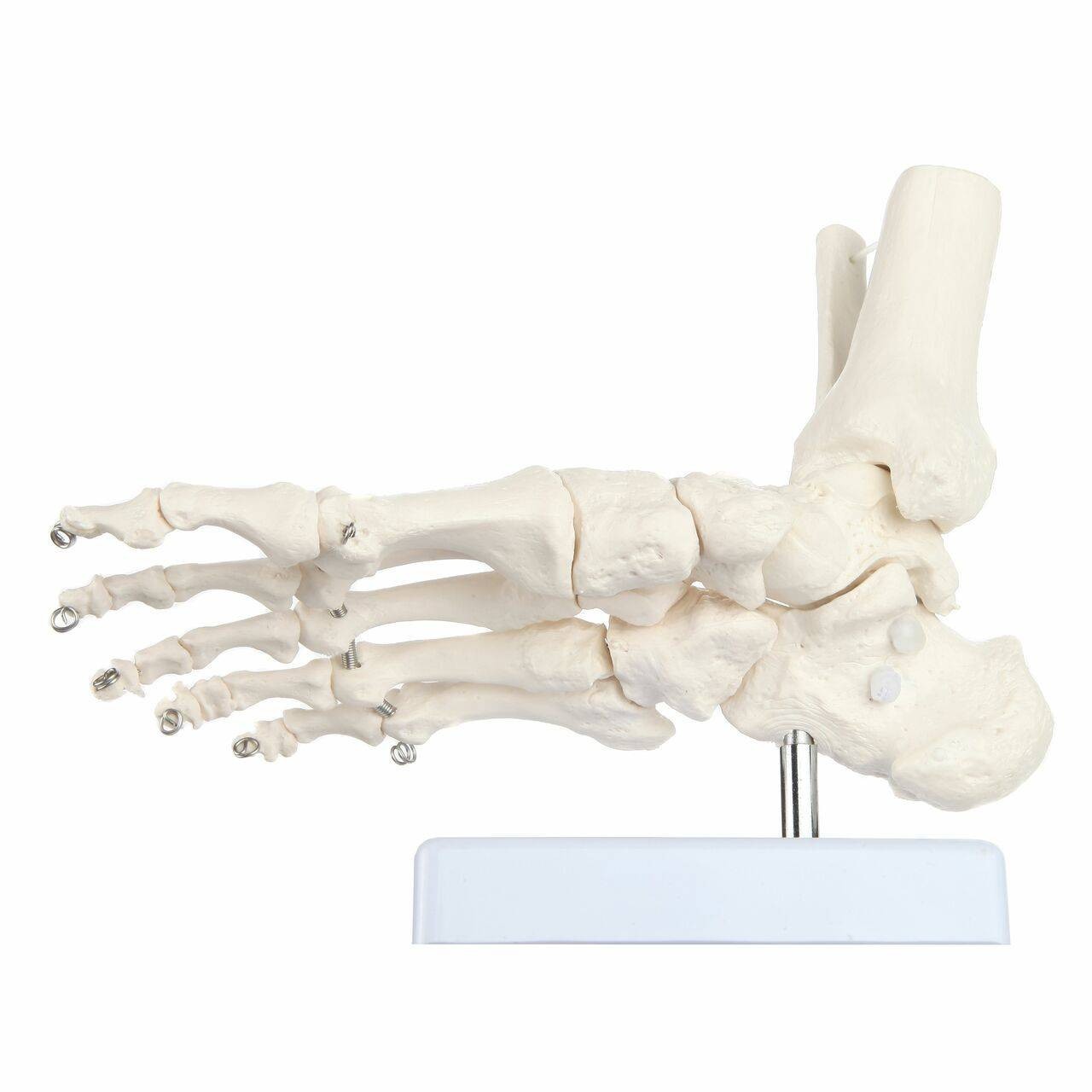 Axis Scientific Foot Skeleton With Ankle