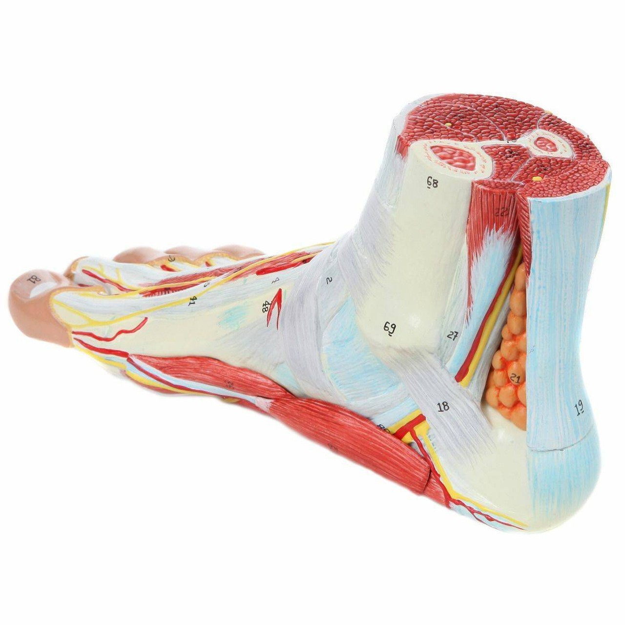 Axis Scientific 9 Part Foot with Muscles, Ligaments, Nerves and Arteries