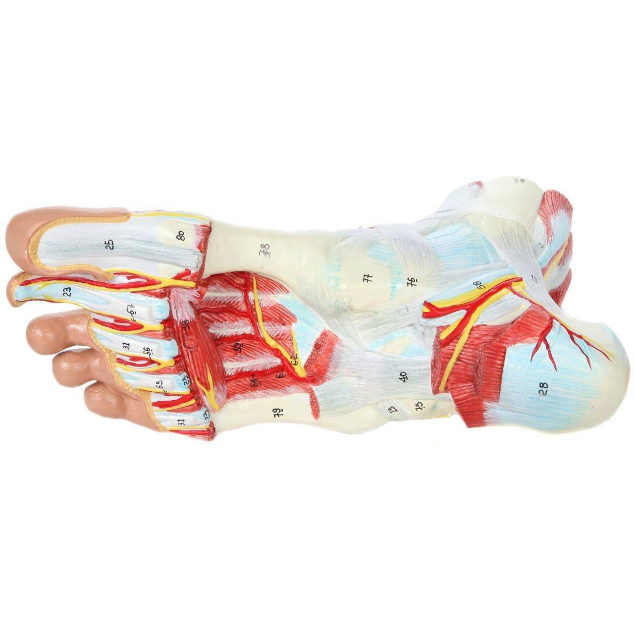 Axis Scientific 9 Part Foot with Muscles, Ligaments, Nerves and Arteries