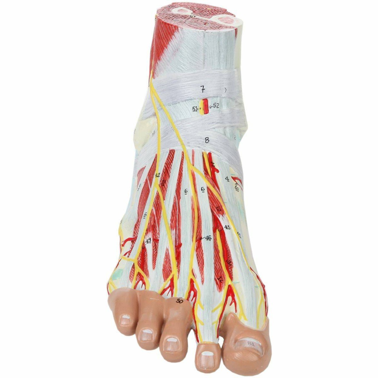 Axis Scientific 9 Part Foot with Muscles, Ligaments, Nerves and Arteries