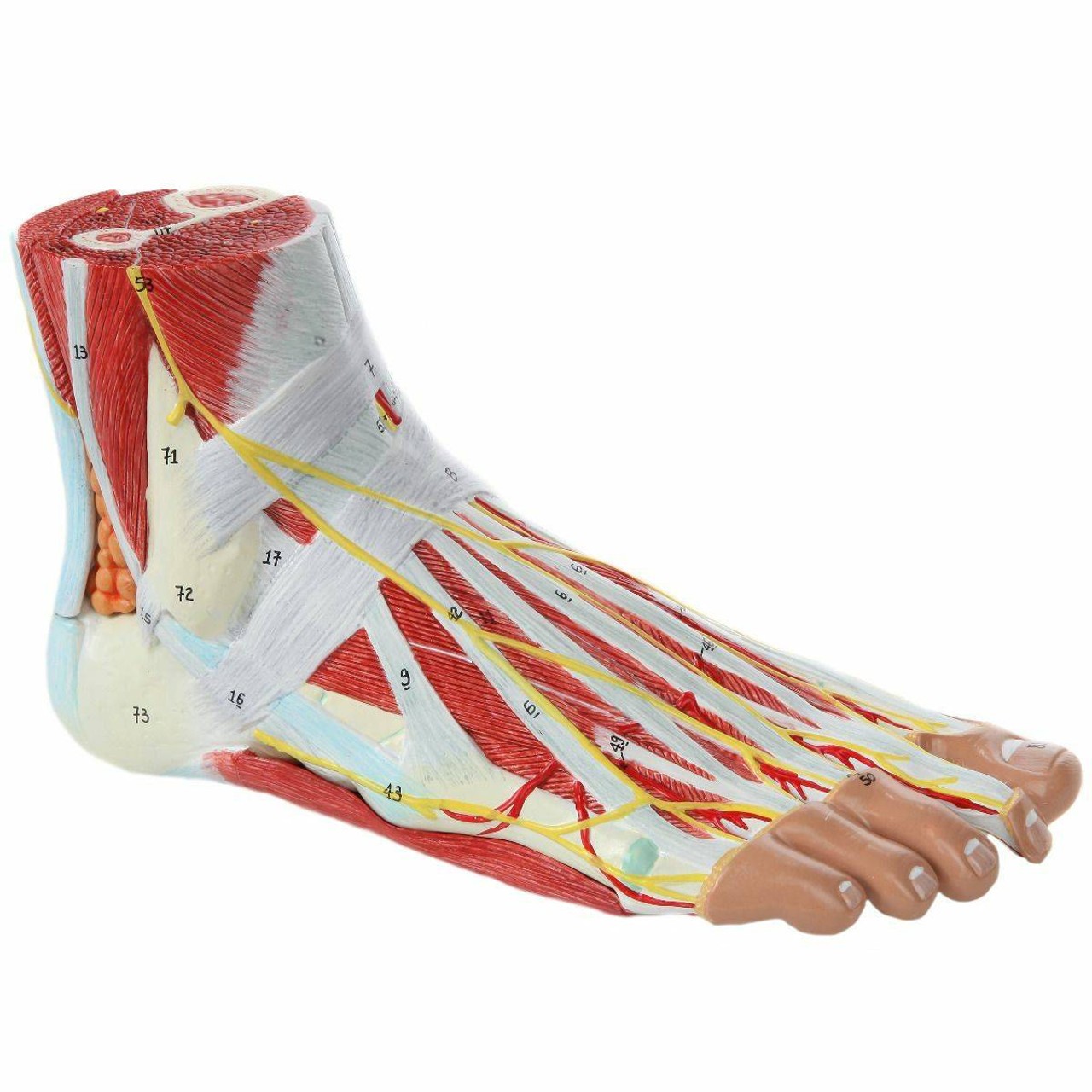 Axis Scientific 9 Part Foot with Muscles, Ligaments, Nerves and Arteries