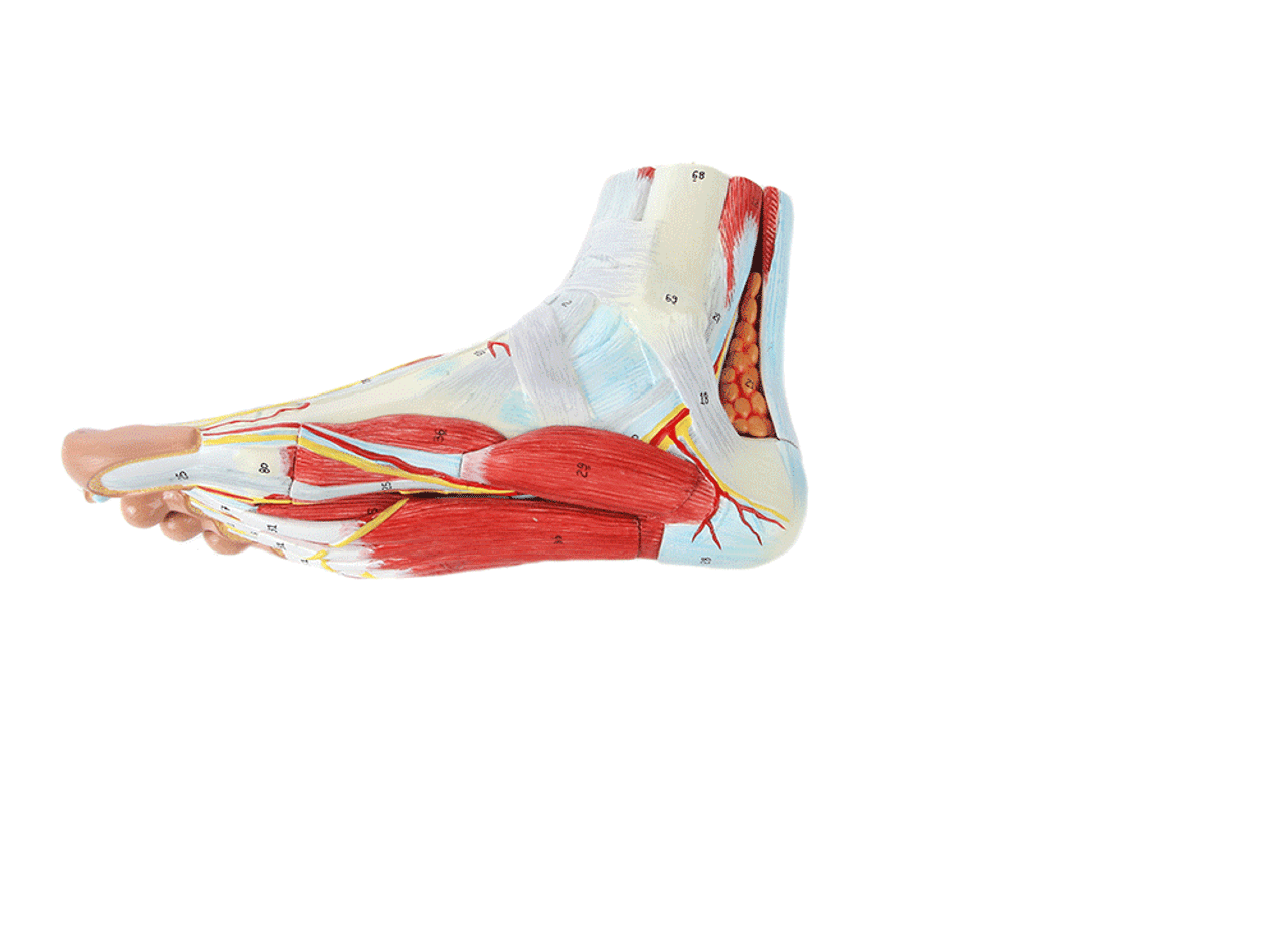 Axis Scientific 9 Part Foot with Muscles, Ligaments, Nerves and Arteries