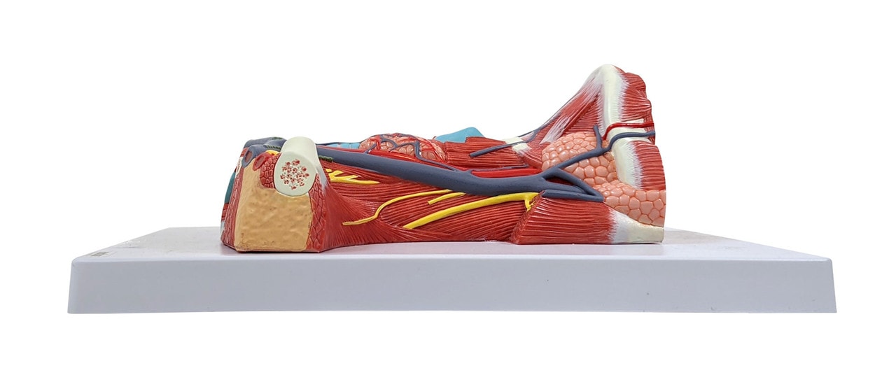 Axis Scientific Neck and Throat Model with Muscles, Veins and Arteries side view