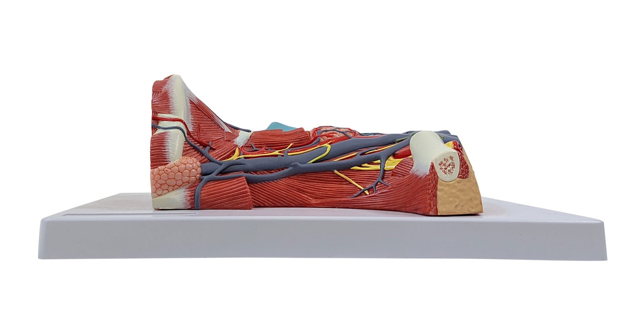 Axis Scientific Neck and Throat Model with Muscles, Veins and Arteries side view