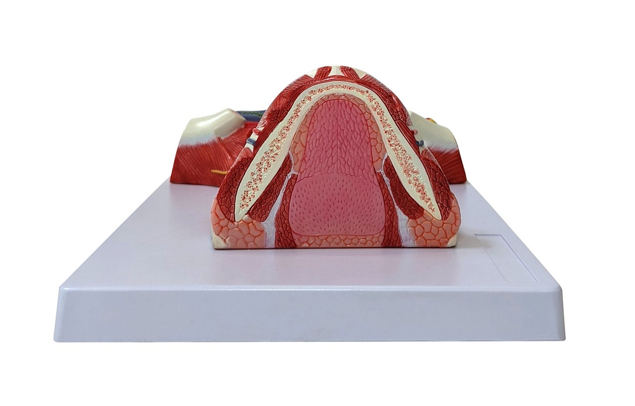 Axis Scientific Neck and Throat Model with Muscles, Veins and Arteries top view