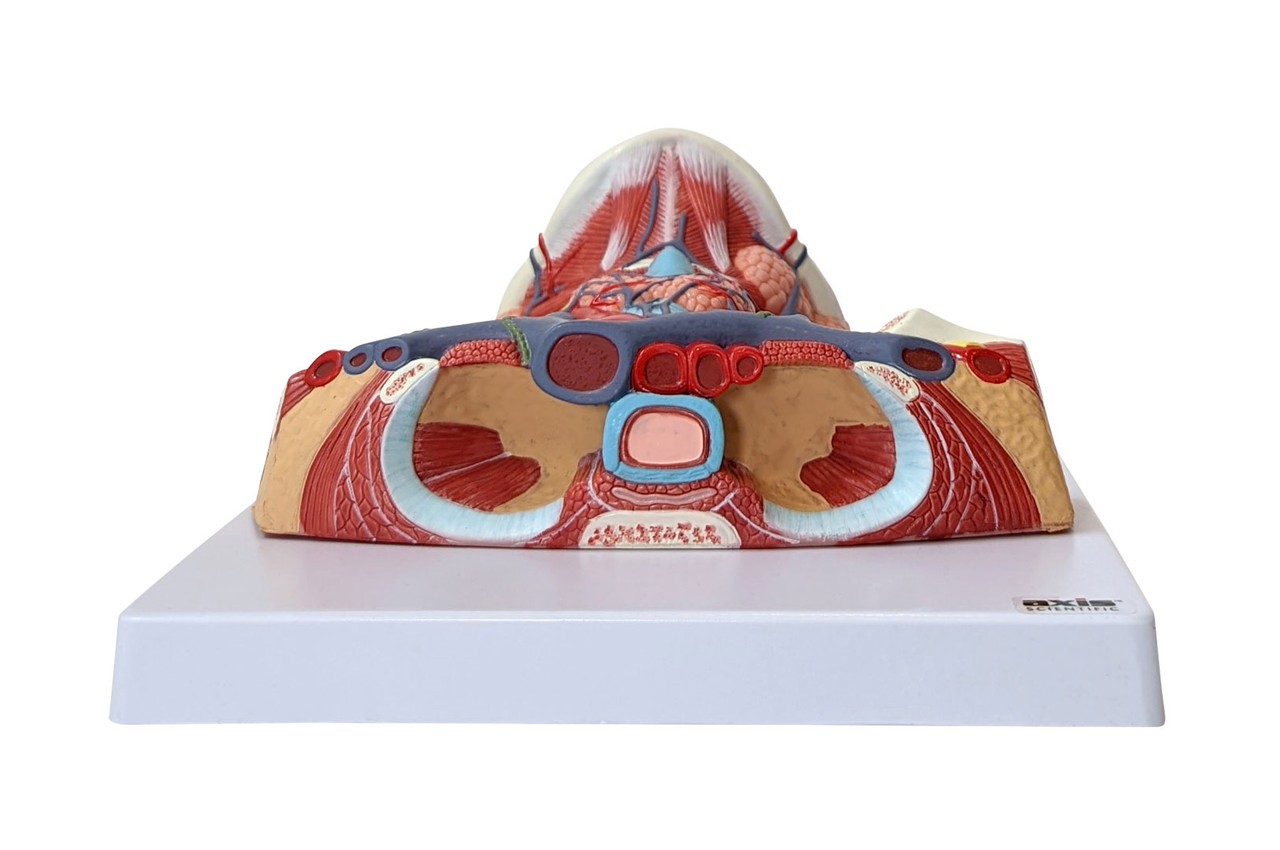Axis Scientific Neck and Throat Model with Muscles, Veins and Arteries bottom view