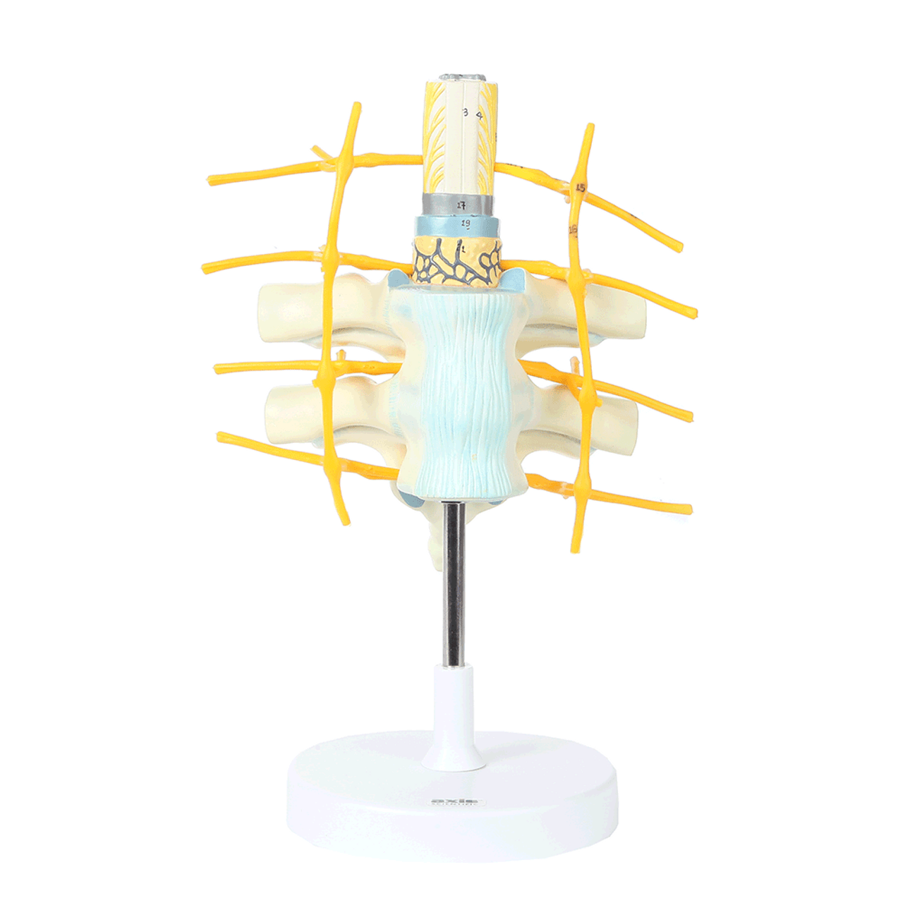 Axis Scientific Thoracic Vertebrae with Enlarged Spinal Cord